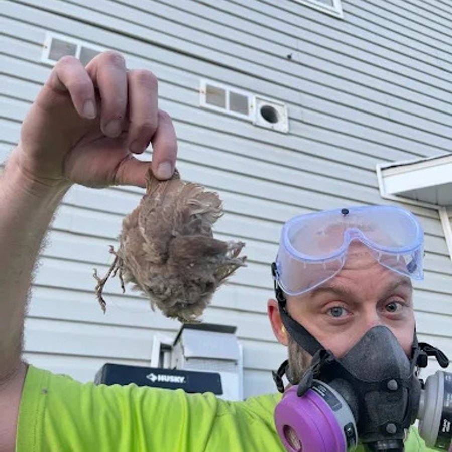 Bird's nest removed from a dryer vent during a cleaning service